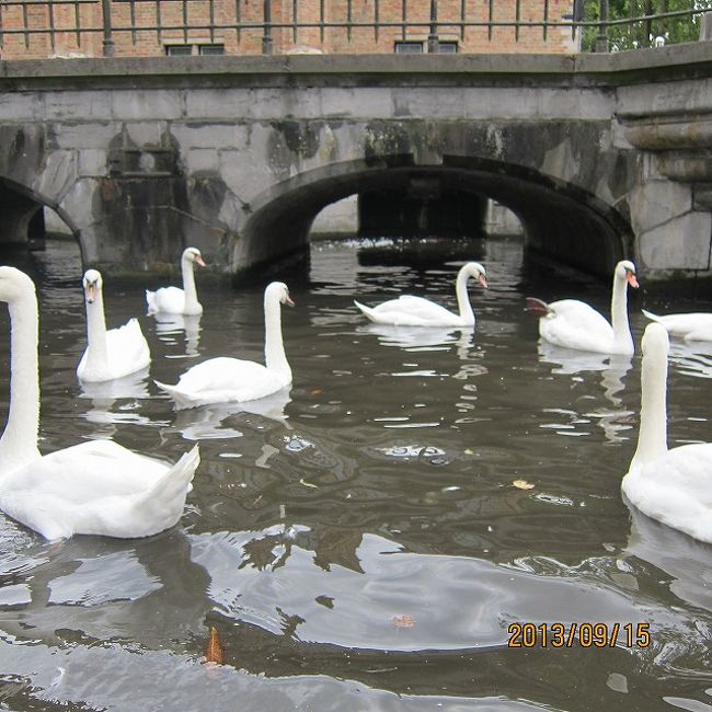 大量の白鳥がいます。<br /><br />結構長いこと乗らせていただきました。
