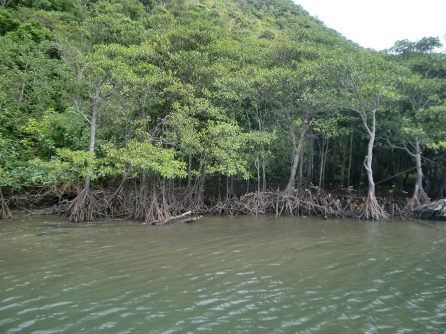 マングローブ林が続く