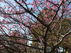 “世界一の花時計”の近くに咲いていた土肥桜です。