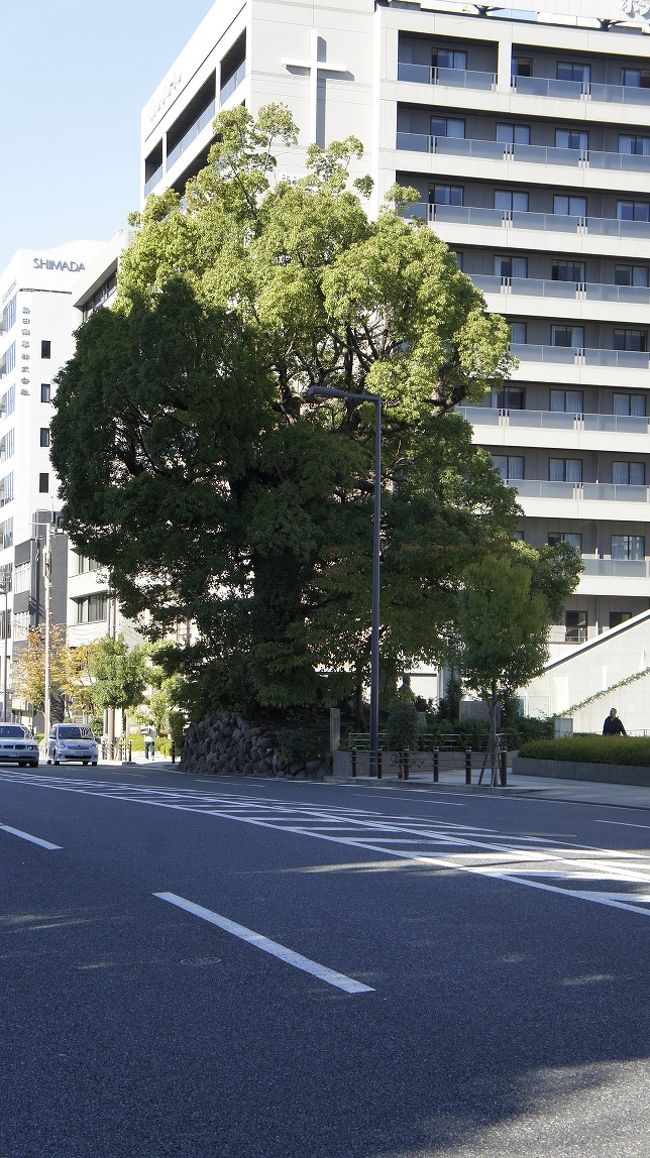 　ルーテル教会とNHKとの間にある「舎密局」跡に立つ樟