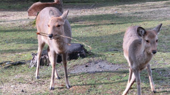 鹿さんこんにちは＾＾<br />やはり奈良公園と言えば鹿です。
