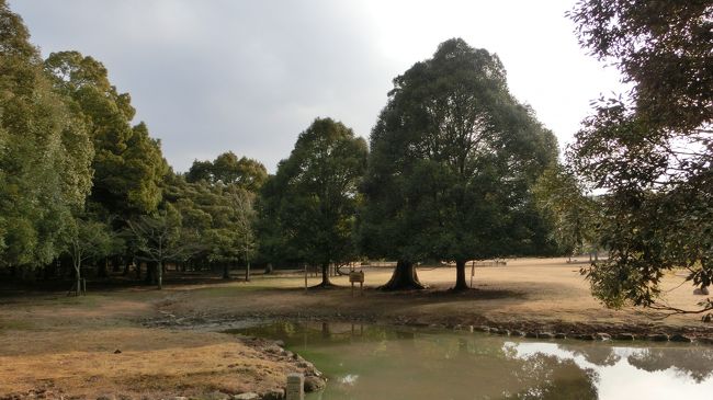 奈良公園を横目に見ながら〜