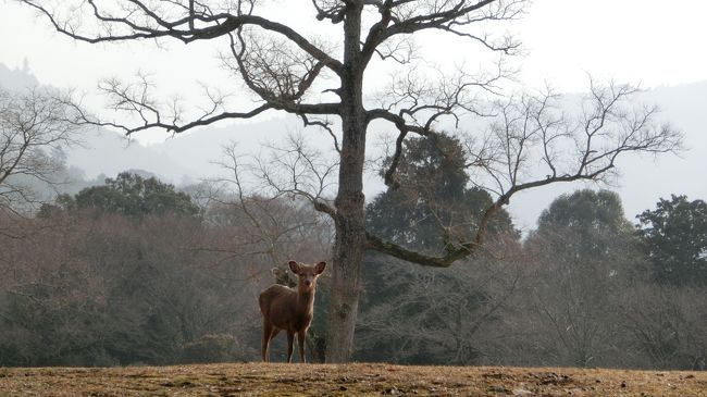 鹿って絵になるよね<br />