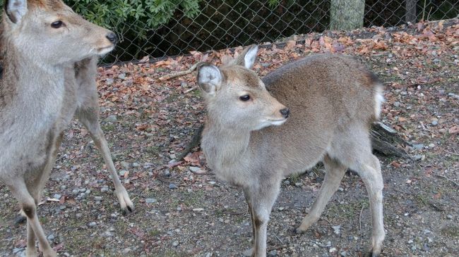 親子かなあ？<br />