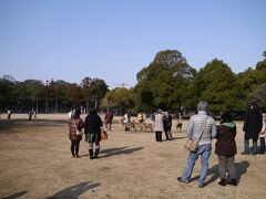 鹿寄せは「春日大社内飛火野」という場所で行われます。

チラホラ人が集まってきています。