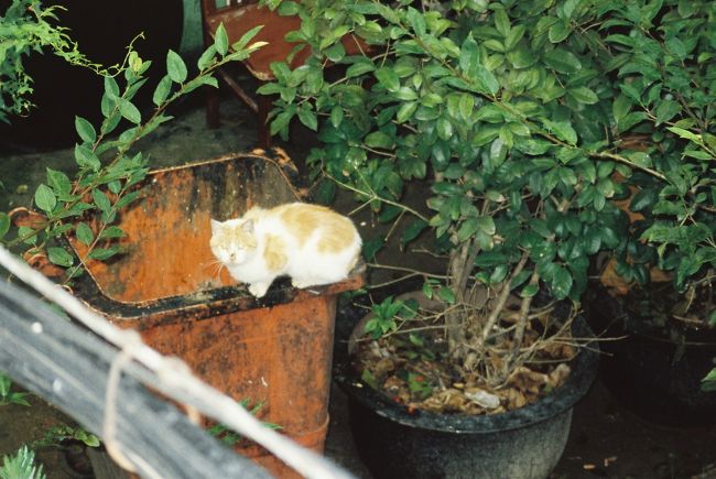 レストランの窓から猫が見えたので撮影。