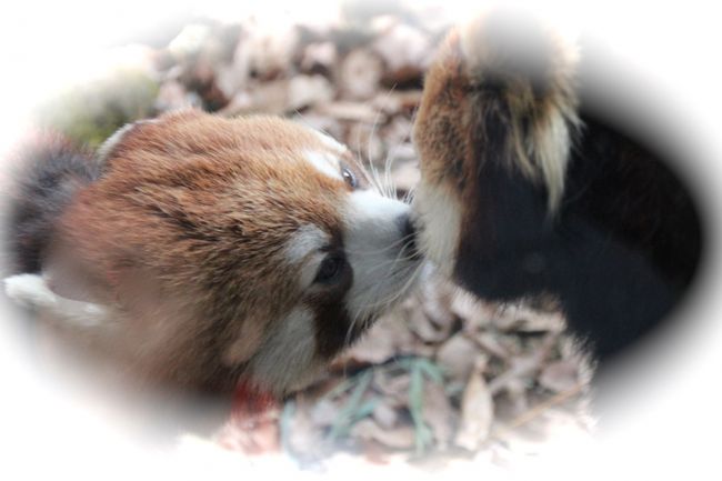 レッサーパンダのニューフェイスに会いたくて多摩動物公園へ ２ レッサーパンダのニューフェイスに会いたい 男だ フランケン あずきちゃんに迫れ カメラ目線ばっちりのサチちゃん 日野 昭島 東京 の旅行記 ブログ By まみさん フォートラベル