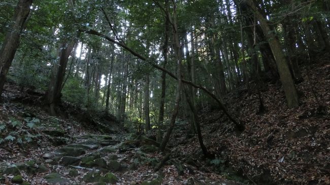 山の中に入ってきましたが何も無さそうなので引き返します。