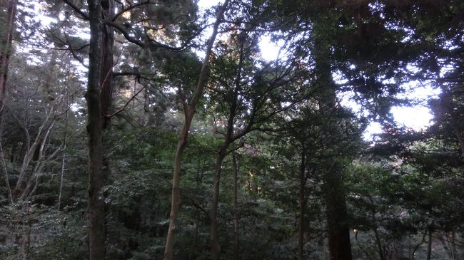 木々の背が高いので結構薄暗いです。<br />