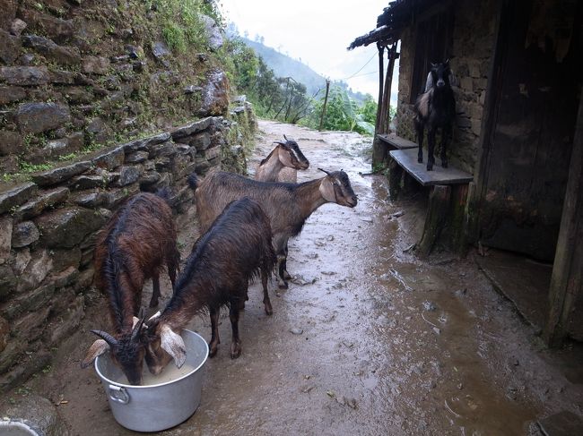 雨でずぶぬれ<br /><br />私もずぶぬれ