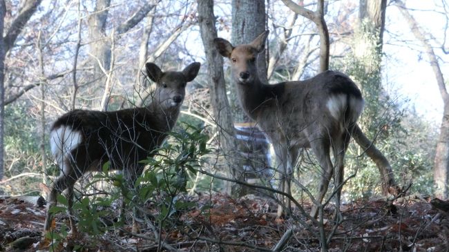 鹿２頭に迎えられます。<br />思えば春日山原始林に入ってから初めての鹿です。<br />原始林には人もほとんどなく餌などもらえないので鹿もいないのかもしれません。