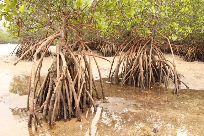 ヒルギ、初めて見ました。<br />本当に沢山の根が地表に顔を出しているんですね〜！