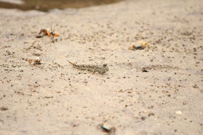 トビハゼもいました。<br />チョコチョコ泥の上を移動していて可愛いかったです。<br />近づくと警戒してすぐに水の中に入っていってしまいました。<br /><br />