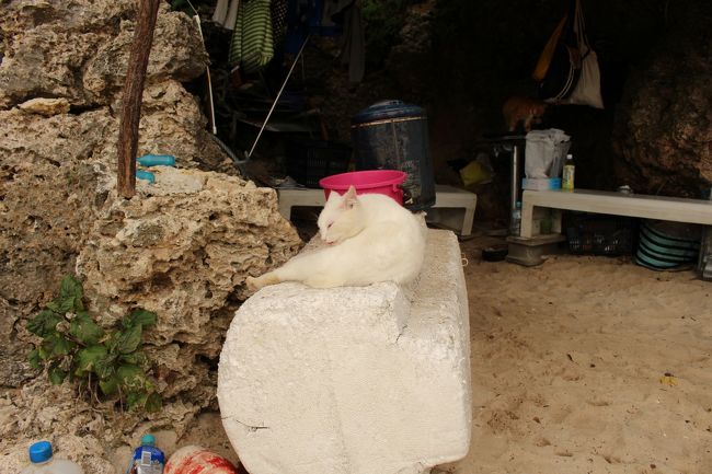 看板猫ちゃんでしょうか？