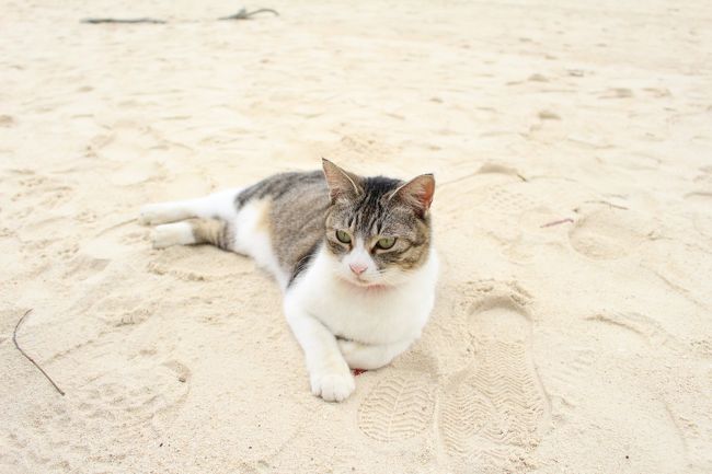 ３匹目。<br />猫ものんびり過ごしてました。