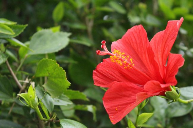 ハイビスカスがあちこちで咲いていました。