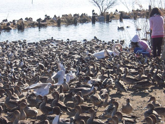 自由に餌付けできます。近所の人は家からもみがらやお米をもってきてあげてるようです。