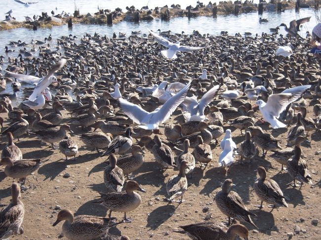 娘もその場にいた女の子から餌をわけていただいて、怖がりながらもあげていました。