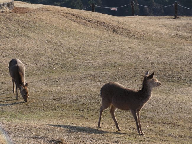 山頂には３０分ばかりいたと思います。<br />５〜６人の方を見かけました。おそらくドライブウェイを使って車で来られたのだと思います。<br />皆さん、山頂で景色を見たり鹿とたわむれたりのんびりされてました。