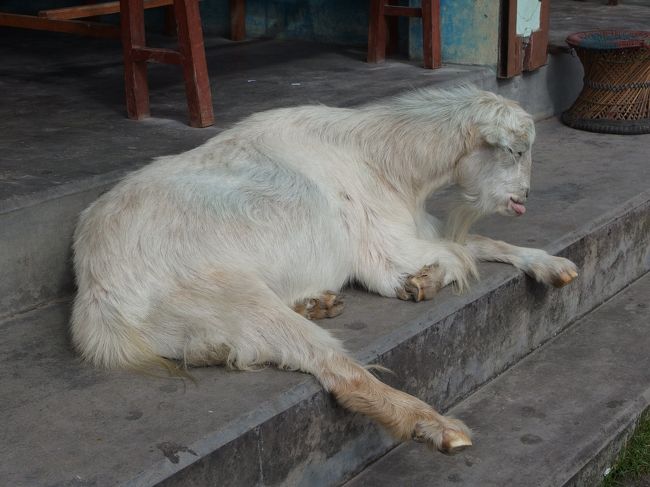 めぇぇぇぇ〜〜〜