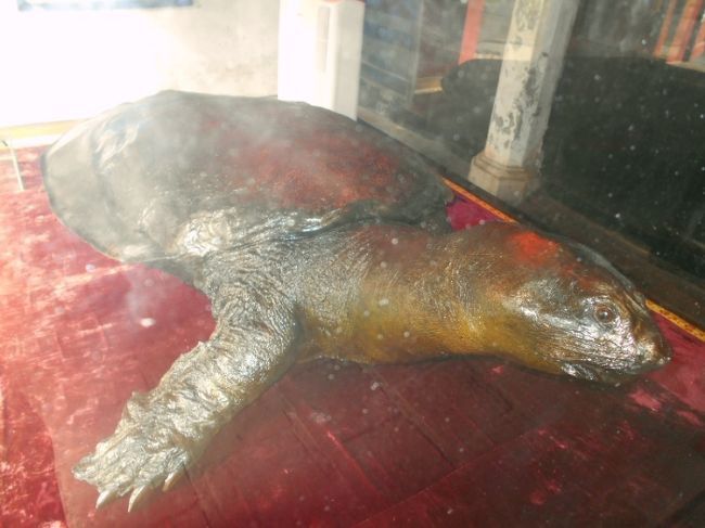 そして、これが一時は<br />伝説の亀かと騒がれた、亀のはく製。<br /><br />まあ、そんなわけはなく・・・。<br />でも、みんな記念撮影してました＾＾