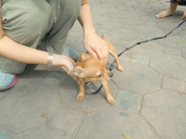 かわいいチワワも湖畔をお散歩。<br />ワンちゃん大好きなので、つい、なでなで・・・。