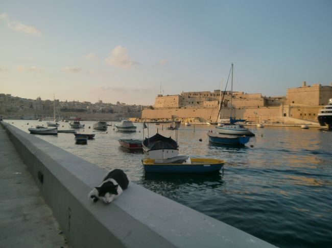 近づいても警戒感を見せなかったネコ。<br />のどかな雰囲気を引き立ててくれます。