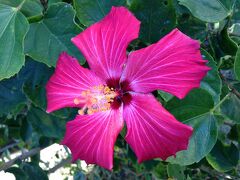 ビーチまでお散歩。の途中にハイビスカス発見。
大きくて目が覚めるような色使いです。