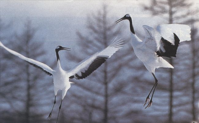 北海道：丹頂鶴