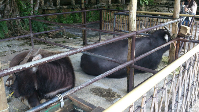 水牛。おとなしい。