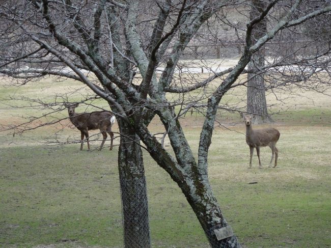 お！鹿発見！