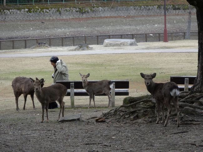 歩いてたら、鹿が一斉にこっちを見てきました。