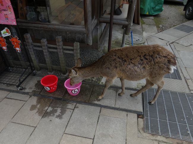 鹿専用の水飲み場