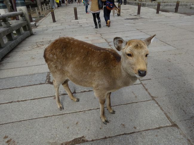 奈良公園の鹿は野性だそうです。<br /><br />続く