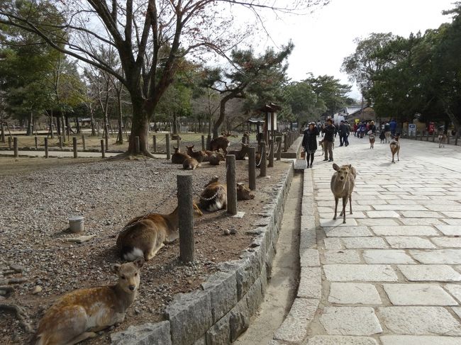 この日の奈良は3度。<br />もう寒いので帰ります。