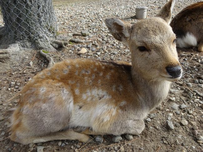 今回、やたらと鹿の写真を撮りましたが、これがベストショット！