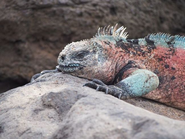 不思議で素敵な動物たちの楽園 ガラパゴス旅行 フロレアーナ島編 ガラパゴス エクアドル の旅行記 ブログ By さん フォートラベル