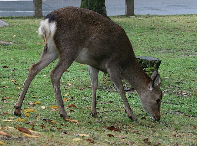 奈良は3度目で、今回は観光目的ではないので本当にブラブラと歩きました。<br /><br />では、なぜ奈良へ行ったのかって？！<br /><br />奈良へ行った目的は、ずばりガブリエラさんと鹿だったのです(^^<br /><br />ということで、ガブリエラさんと共に鹿の居る場所へ向かいました♪