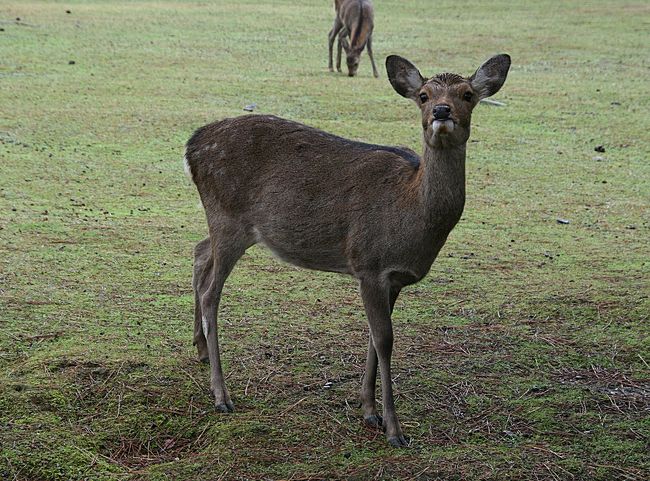 鹿、鹿！！<br />　<br />鹿を見るたびに興奮する私達を見て、ガブリエラさんが一言…<br /><br />「こんなに鹿を見て喜んでいる人は珍しいです！」って(苦笑)<br /><br />野生の鹿はフランスの我が家や職場にも良く出て来るから珍しくもないんですけど、<br />動物好きだから、どこで見てもやっぱり野生動物を見ると心が癒されます(^^*