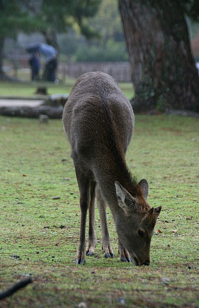 なので必然と鹿の写真ばかりになってしまいました(^^;