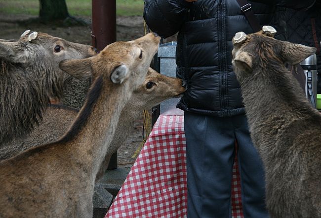 被害者①<br /><br />歩いていたら鹿の集団に襲われている(？)人発見！<br />ジャンバーを噛まれています(@_@)