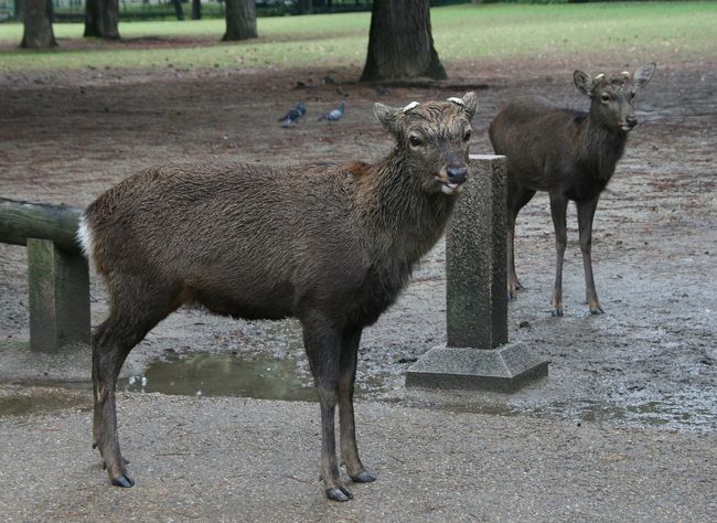 鹿がたくさん♪<br /><br />我が家に出てくる鹿とは姿も形も全く違います。<br /><br />ガブリエラさんとパリの治安を語りながら、<br />この鹿たちも平和ボケしているからパリに来たらやられてしまうかもね！って<br />そんな他愛もない話をしながらのお散歩…　