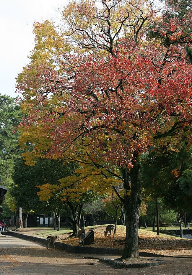 奈良公園の辺りはどこも紅葉が綺麗でした。<br /><br />丁度良い時期に来たねって言われてippuni夫婦もご満悦(笑)