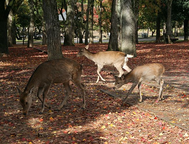 勿論一番の目的は鹿たち…