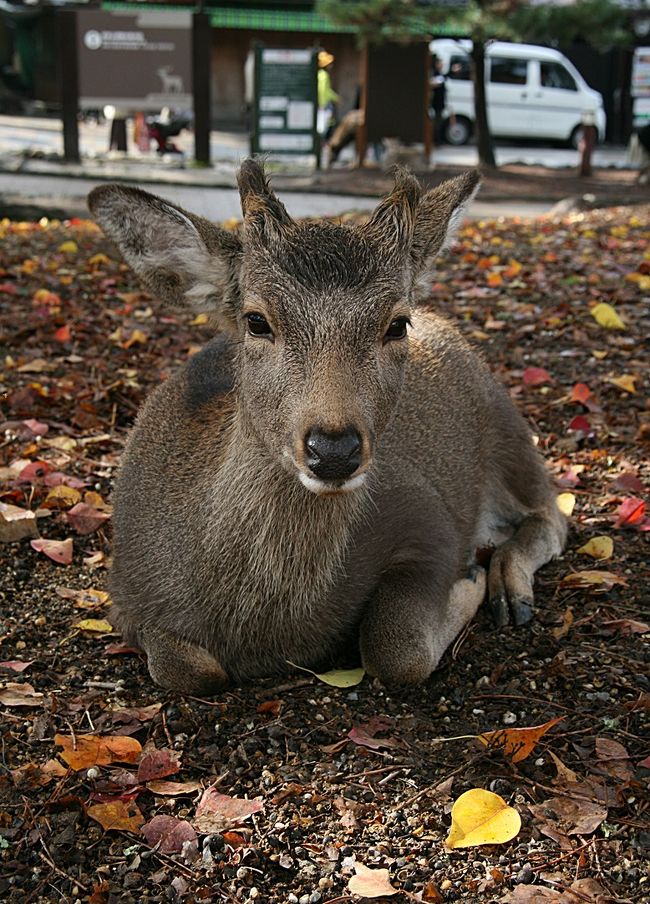 でも、鹿をずっと見ていたら何日でもいられそうなので心を鬼にして先に進みます。