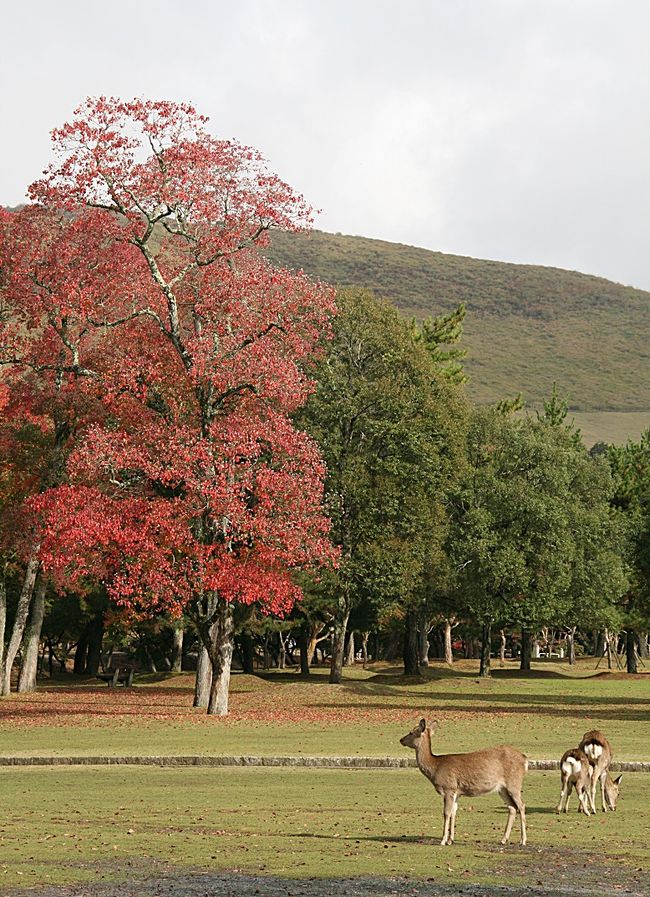 風景に鹿も入れて（笑）