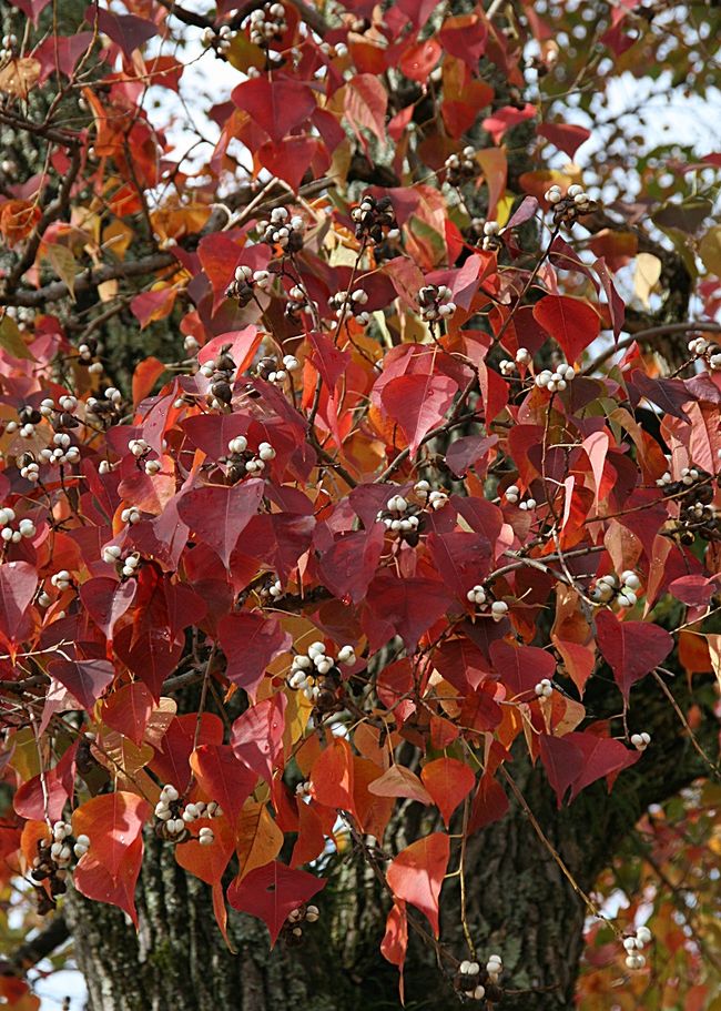 赤い木の葉もクローズアップ