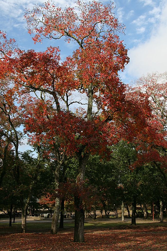 紅葉には青空が映えますね♪<br />(逆か？！最近日本語の使いまわしが変になってきています^^;)