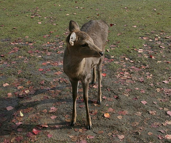 小鹿が目立ちますね〜　可愛い♪
