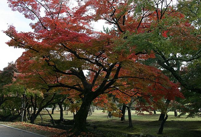 立派な木ですね〜